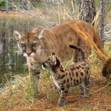 Схема вышивки «animals8»