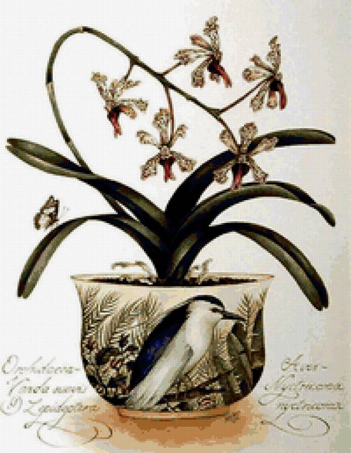 Серия "Орхидеи" - предпросмотр