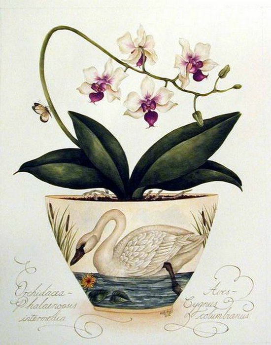 Серия "Орхидеи" - оригинал