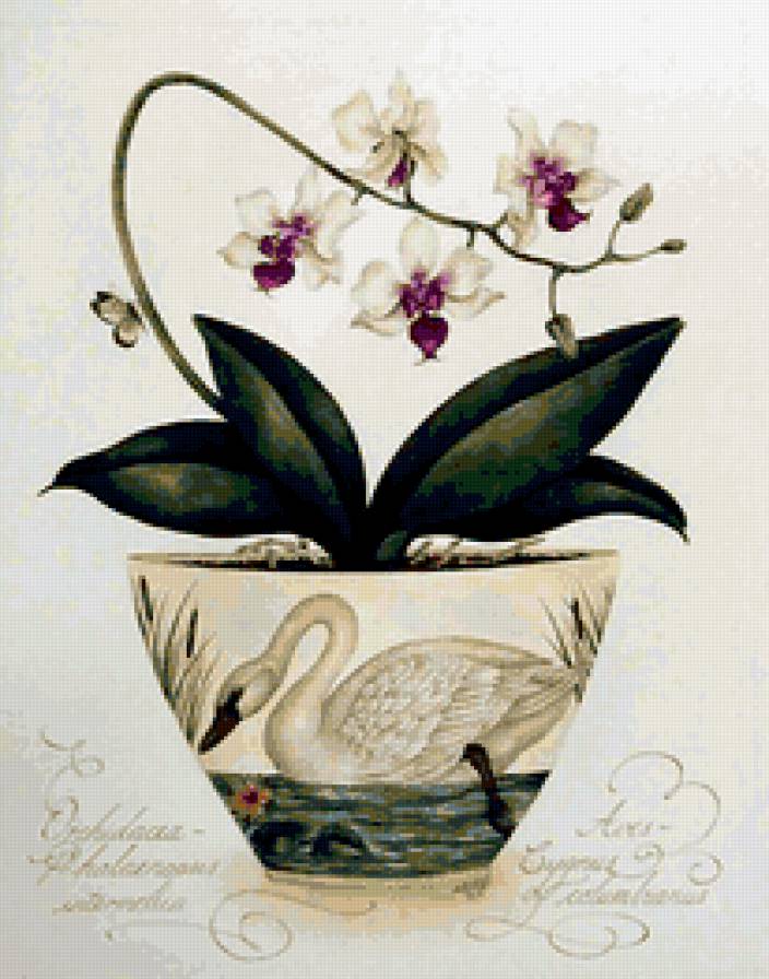 Серия "Орхидеи" - предпросмотр