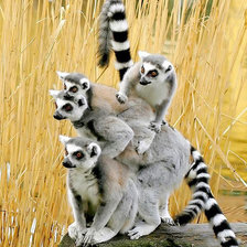 Схема вышивки «animals10»