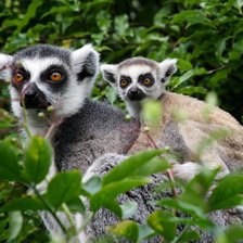 Схема вышивки «animals12»