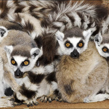 Схема вышивки «animals13»