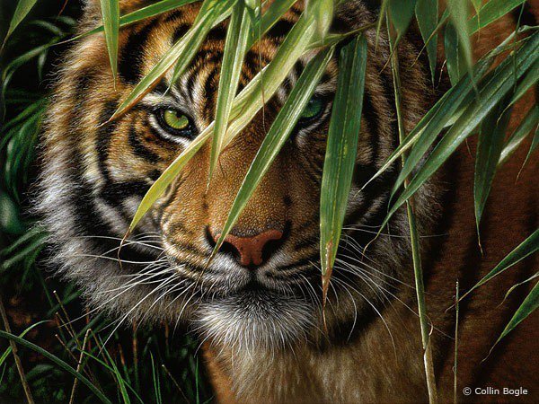 Тигр - тигры, природа, дикие кошки, животные - оригинал