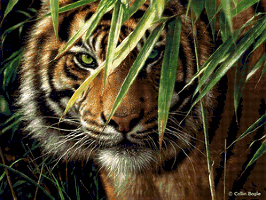 Тигр - тигры, дикие кошки, природа, животные - предпросмотр