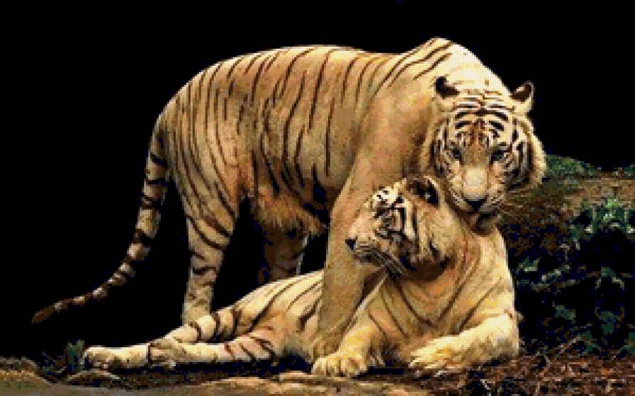 Tigris szerelem - предпросмотр
