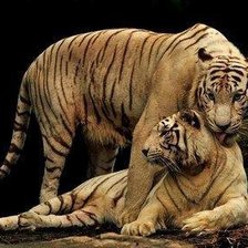 Схема вышивки «Tigris szerelem»