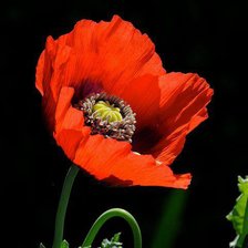 Схема вышивки «pipacs»