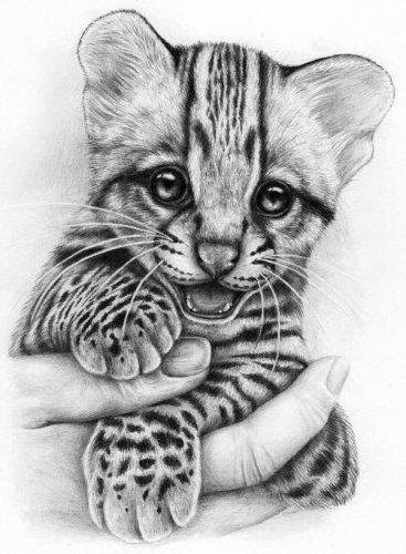 тигренок - тигренок, дикие кошки, монохром, тигр, черно-белое, животные - оригинал