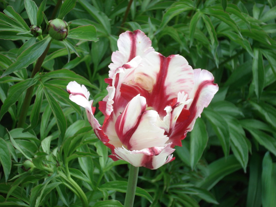 одинокий красавец - тюльпан, цветок - оригинал