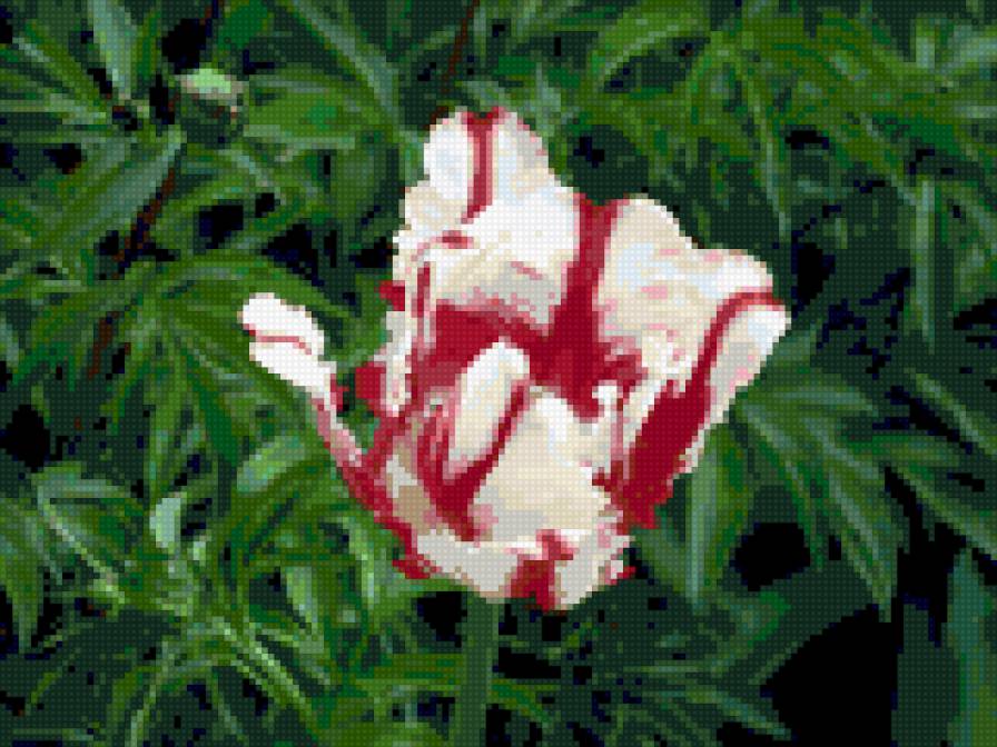 одинокий красавец - цветок, тюльпан - предпросмотр