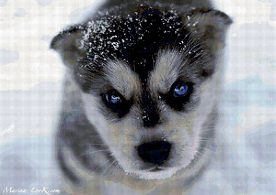 щенок - собаки - предпросмотр