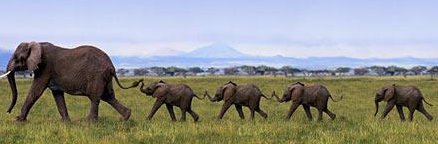 elefánt család - оригинал