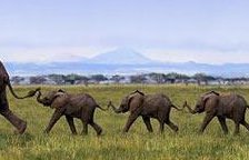elefánt család