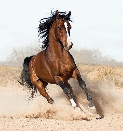 Бегущая лошадь - животные, красота, лошадь - оригинал
