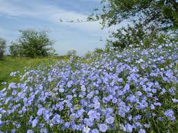 лен цветет - лето, пейзаж, полевые цветы - оригинал