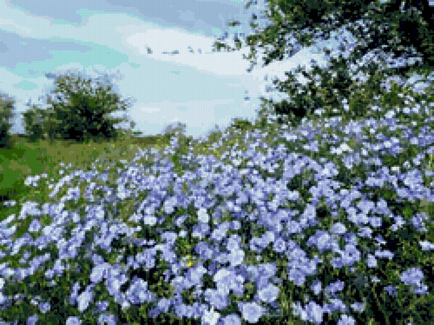 лен цветет - полевые цветы, пейзаж, лето - предпросмотр