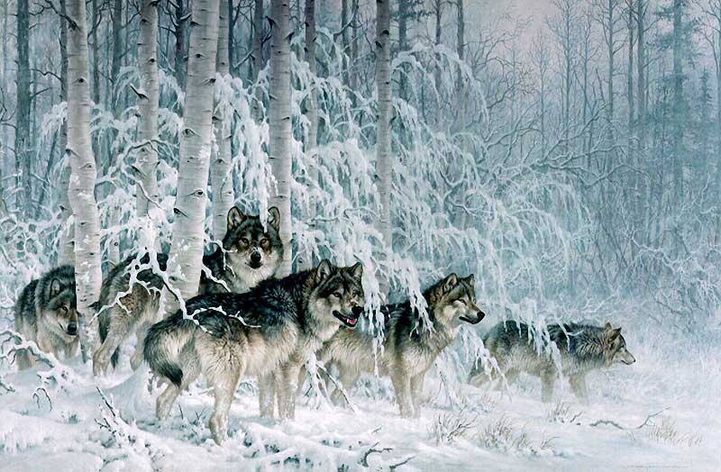 Волки - стая, зима, лес, волки - оригинал