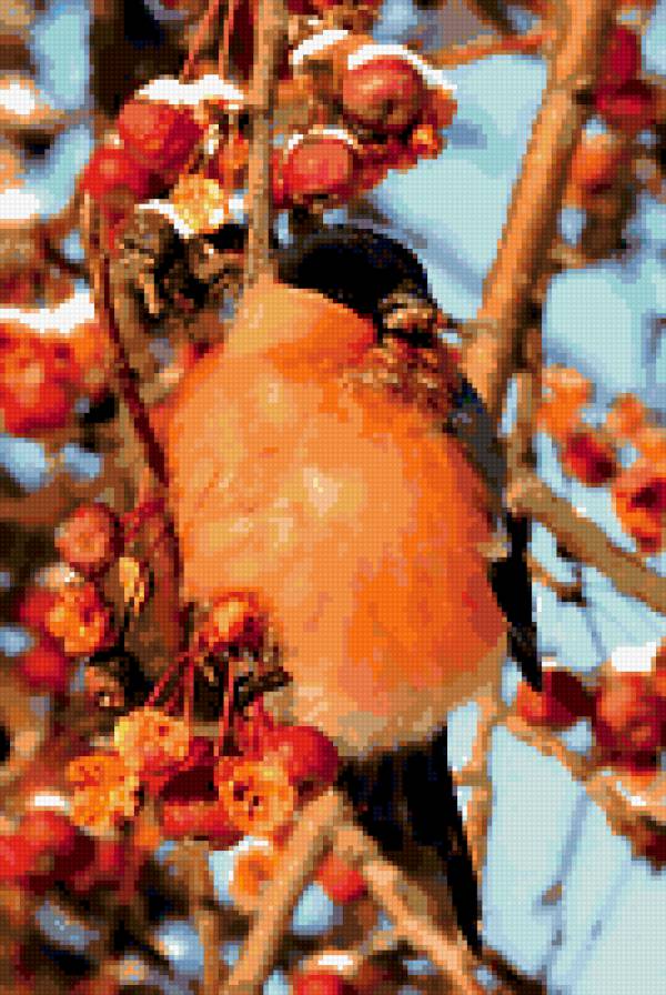 Снегирь - снегирь, зима, птицы, рябина - предпросмотр