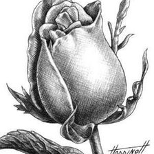 Оригинал схемы вышивки «Бутон розы» (№232772)