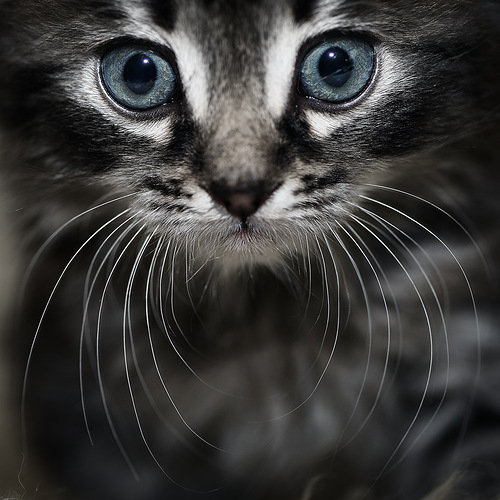 Котик - природа, взгляд, животные, кошки - оригинал