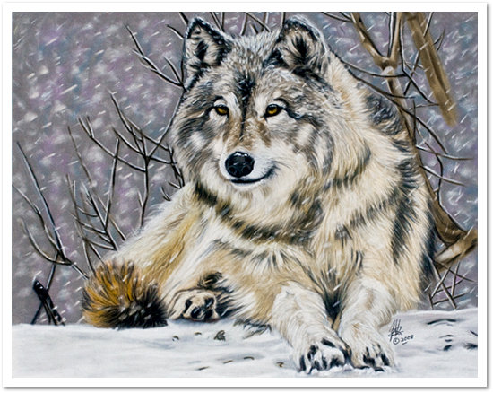 Волк - животные, зима, природа, волки - оригинал