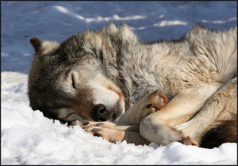 Спящий волк - зима, животные, природа, волки, снег - оригинал