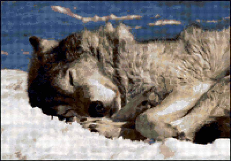 Спящий волк - зима, волки, природа, животные, снег - предпросмотр