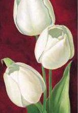 Белые тюльпаны ч.1