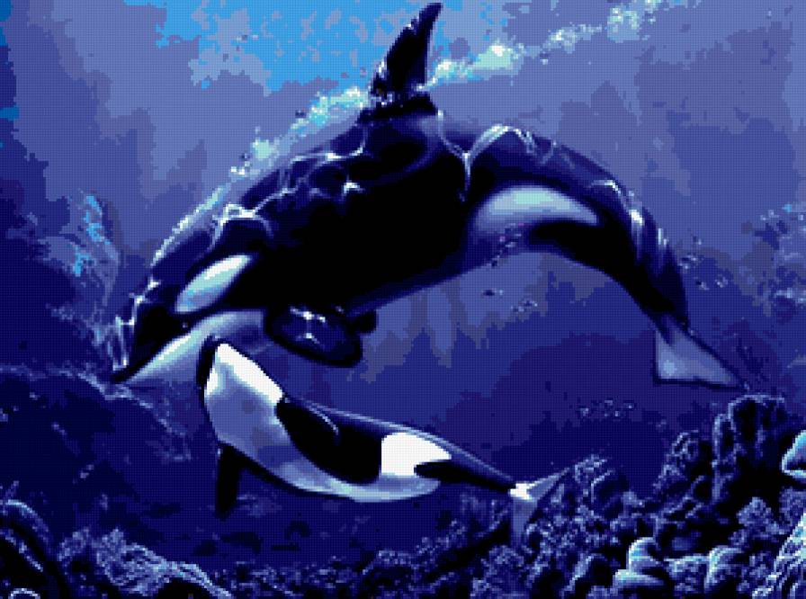 касатки - касатка - предпросмотр