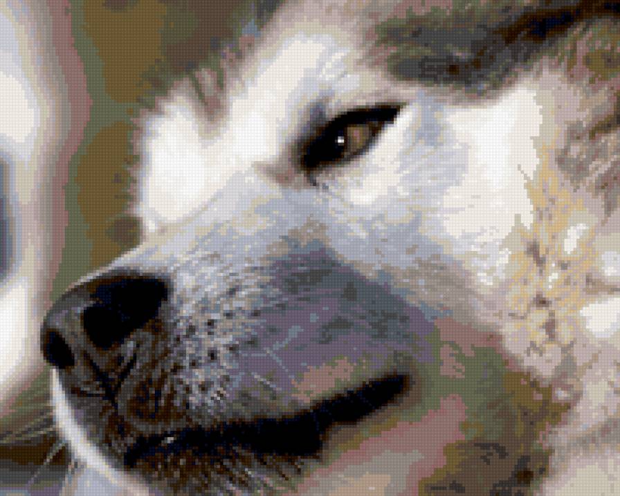 Хаски - собака, тень, хаски, черно-белая - предпросмотр