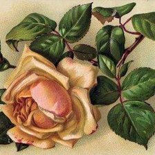 Оригинал схемы вышивки «роза» (№233388)