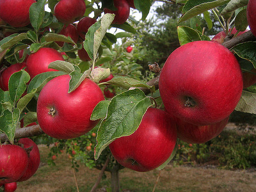 урожай яблок - яблоня, фрукты - оригинал