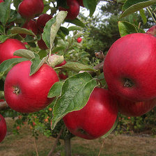урожай яблок