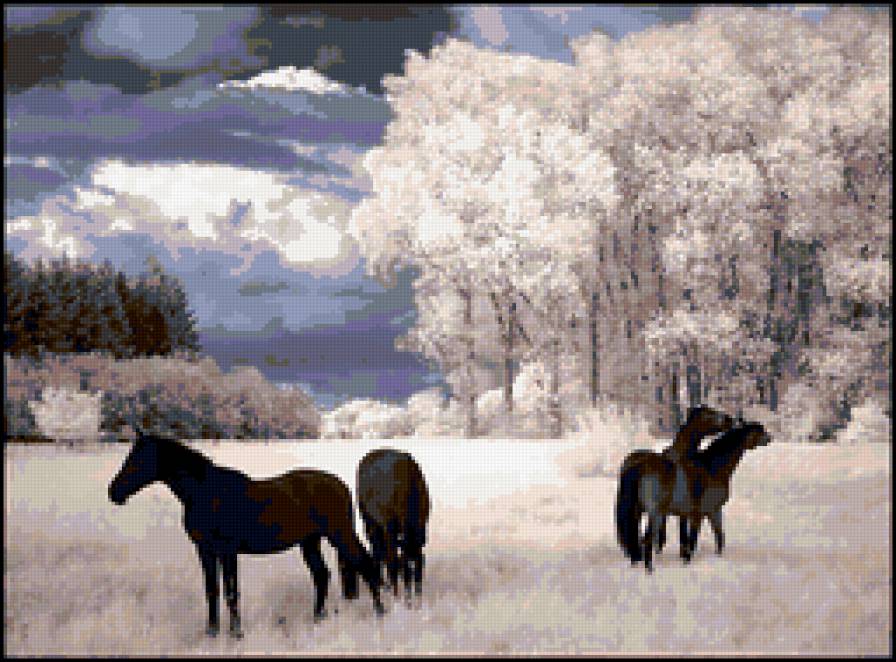 лошади в поле - природа, животные, лошади, пейзаж - предпросмотр