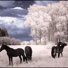 лошади в поле