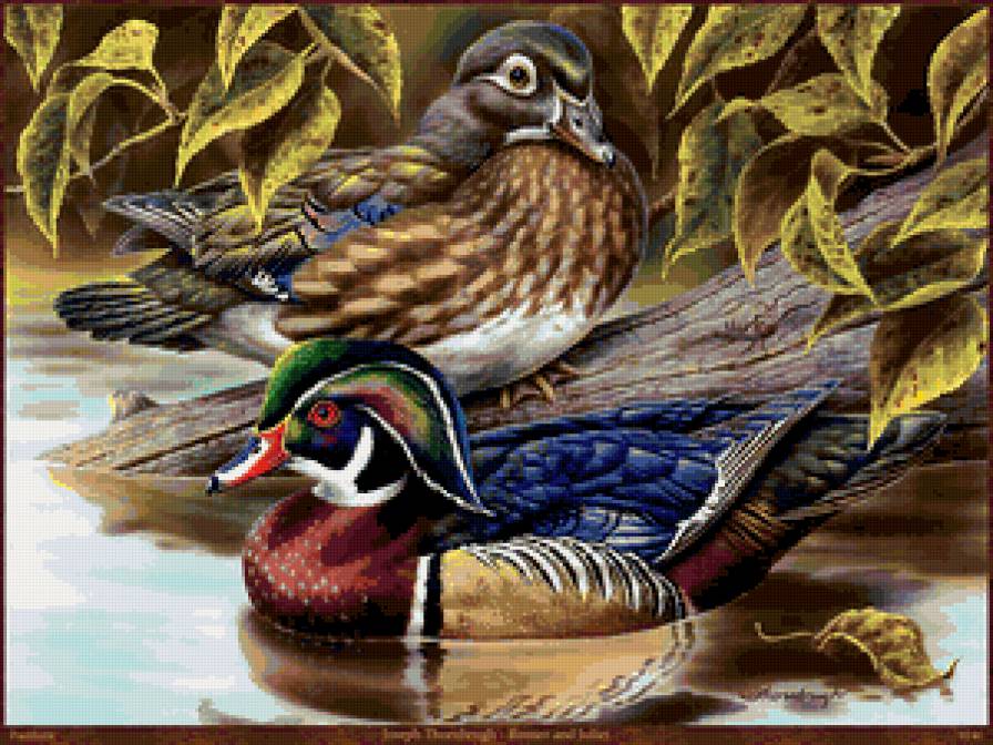 УТКИ - пара, озеро, природа, птицы, дикие утки - предпросмотр