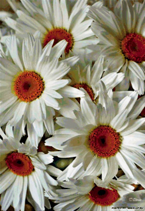 королевы полей - цветы, ромашки - предпросмотр