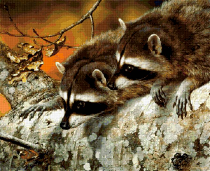 Еноты и бабочка - звери, природа, животные - предпросмотр