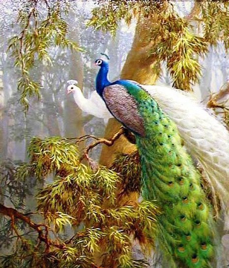 павлины - красота - оригинал