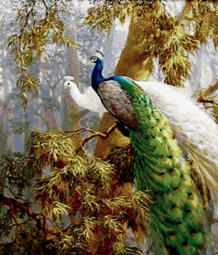 павлины - красота - предпросмотр