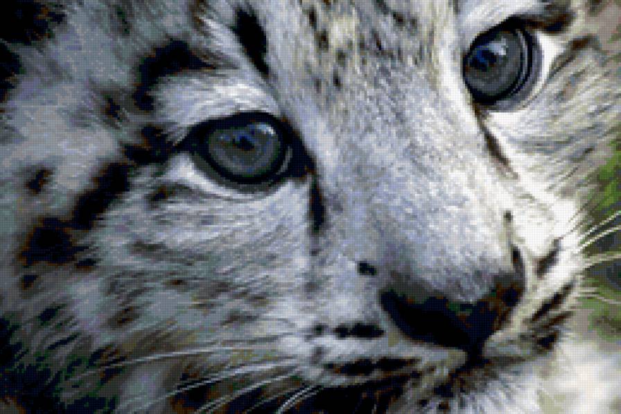 снежный барс - животные - предпросмотр