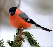 Схема вышивки «снегирь»