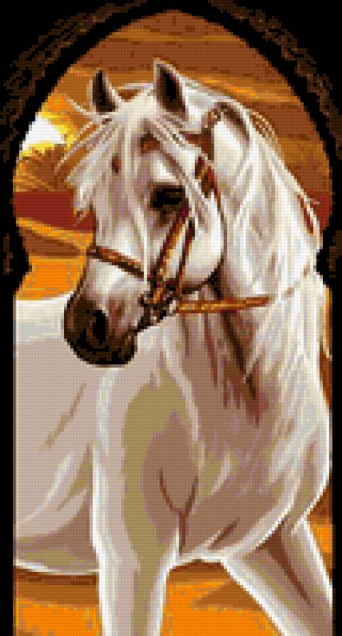 arab ló - предпросмотр