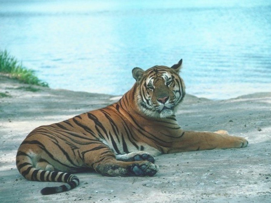 тигр у воды - кошки, тигры, животные - оригинал