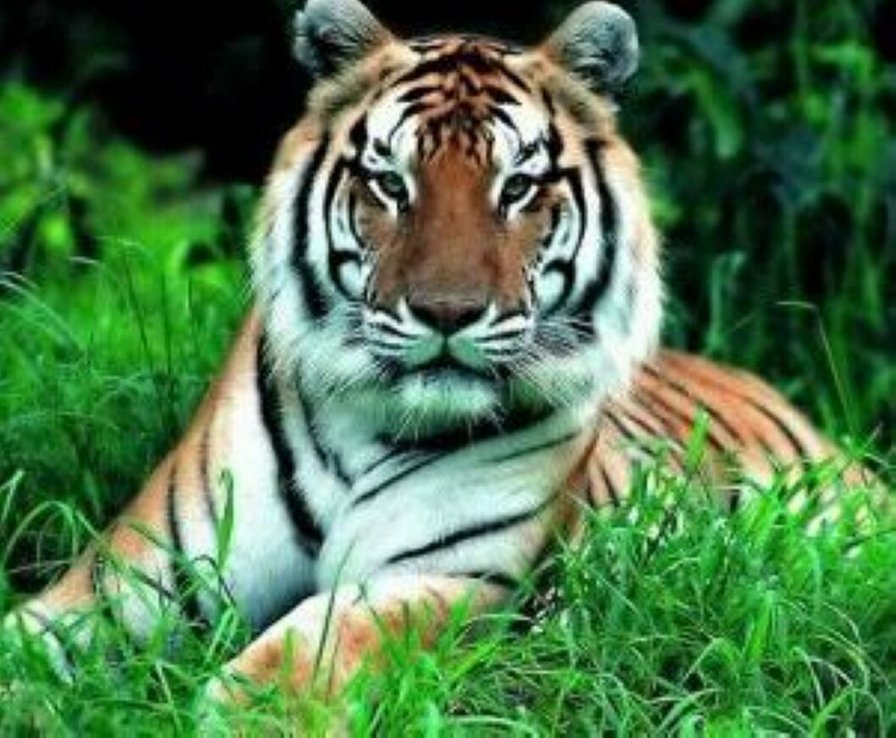 тигр - кошки, тигры, животные - оригинал