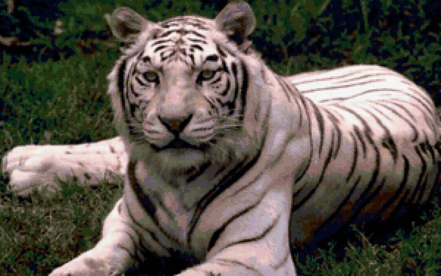 тигр - животные, кошки, тигры - предпросмотр