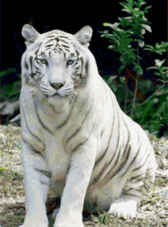 тигр - тигры, кошки, животные - предпросмотр