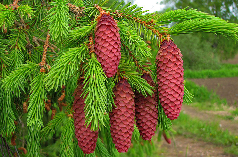серия "красота природы" - ель.шишки - оригинал
