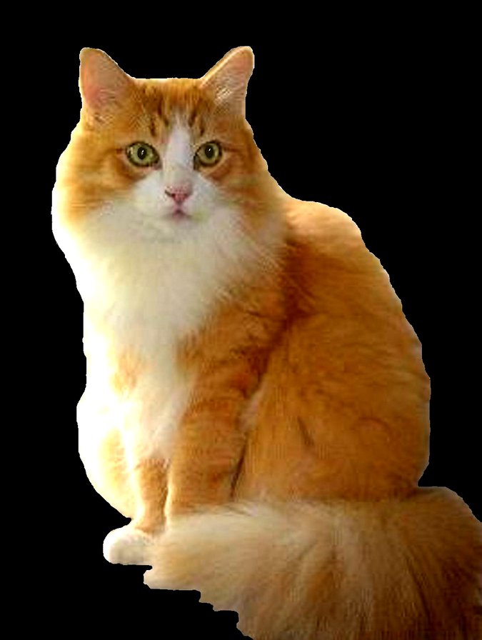 Тихон - оригинал